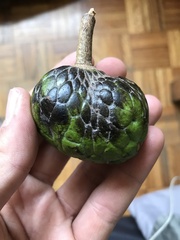 Annona