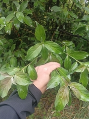 Cornus capitata
