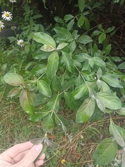 Cornus capitata