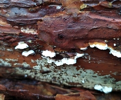 Trichaptum abietinum