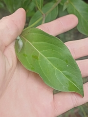 Cornus capitata