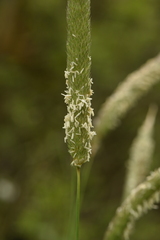 Phalaris coerulescens