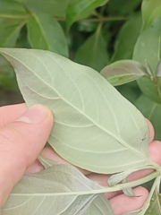 Cornus capitata