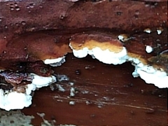 Trichaptum abietinum