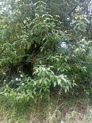 Cornus capitata