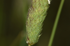 Phalaris coerulescens