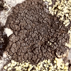 Orphniospora moriopsis