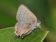 Satyrium favonius