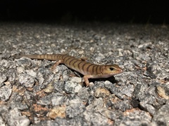 Eremiascincus richardsonii