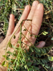 Astragalus obcordatus