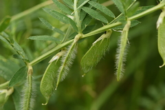 Vicia lutea