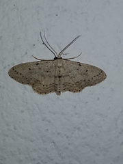 Idaea minuscularia