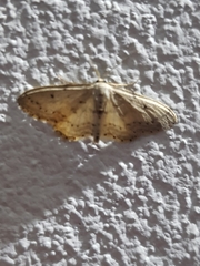 Idaea minuscularia