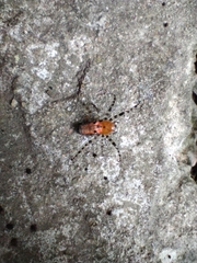 Alpaida gallardoi