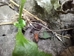 Alpaida gallardoi