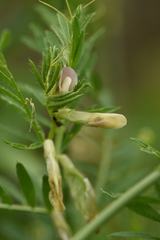 Vicia lutea
