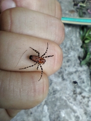 Alpaida gallardoi