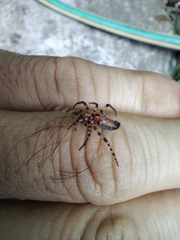 Alpaida gallardoi