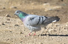 Columba rupestris