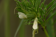 Vicia lutea