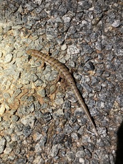 Eremiascincus richardsonii