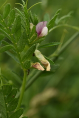 Vicia lutea