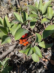 Arbutus mollis