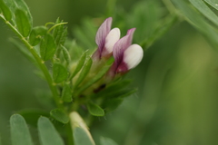 Vicia lutea