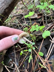 Lepiota castaneidisca