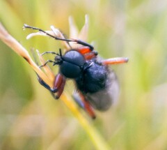 Bibio pomonae