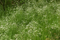 Galium elongatum
