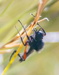 Bibio pomonae