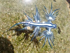 Glaucus atlanticus