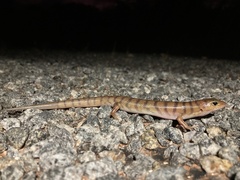 Eremiascincus richardsonii