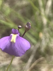 Utricularia dichotoma