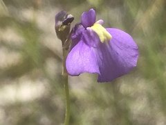 Utricularia dichotoma