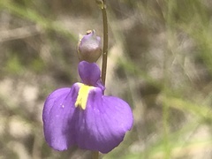Utricularia dichotoma