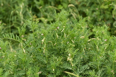 Vicia lutea
