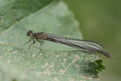 Ischnura graellsii