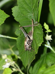 Pholidoptera aptera
