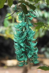 Strongylodon macrobotrys