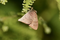 Euselasia thucydides