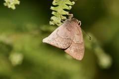 Euselasia thucydides