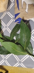 Laurus nobilis