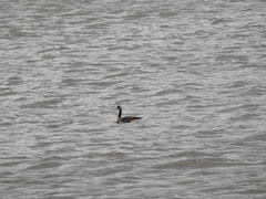 Branta canadensis
