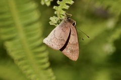 Euselasia thucydides