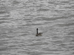Branta canadensis