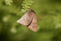 Euselasia thucydides