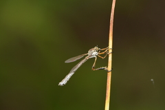 Leptogaster