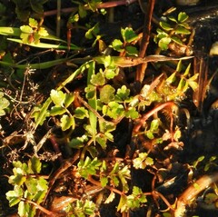 Helosciadium repens